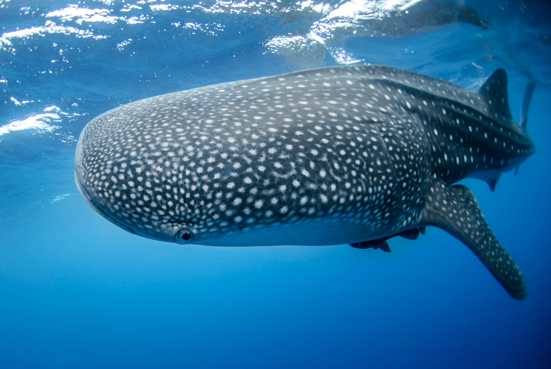 Whale shark in the sea